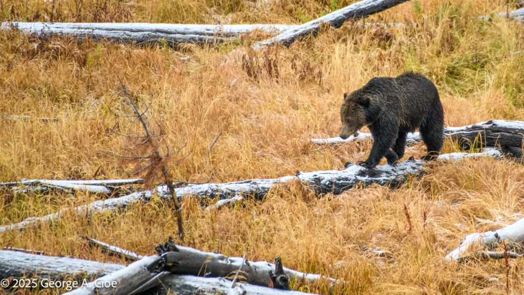 “Balance of Power” Grizzly Bear, Yellowstone National Park