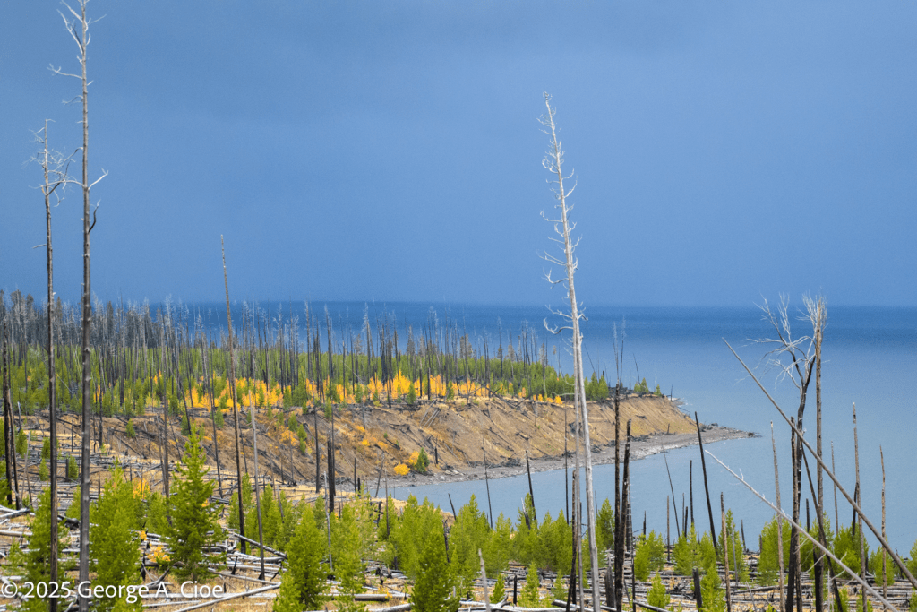 "Where Chaos Grows Green" Yellowstone Lake