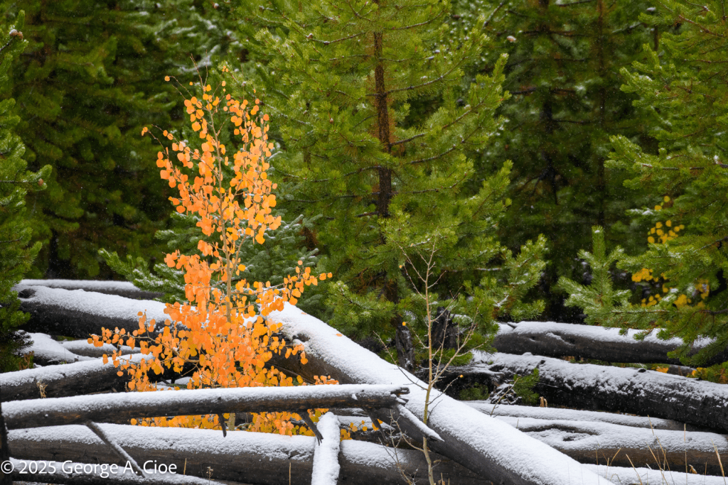 "Ashes to Aspen" Yellowstone National Park