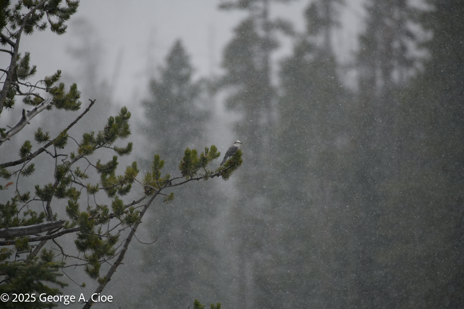 Carpe Diem with Auto Focus: Discover Wildlife Up Close