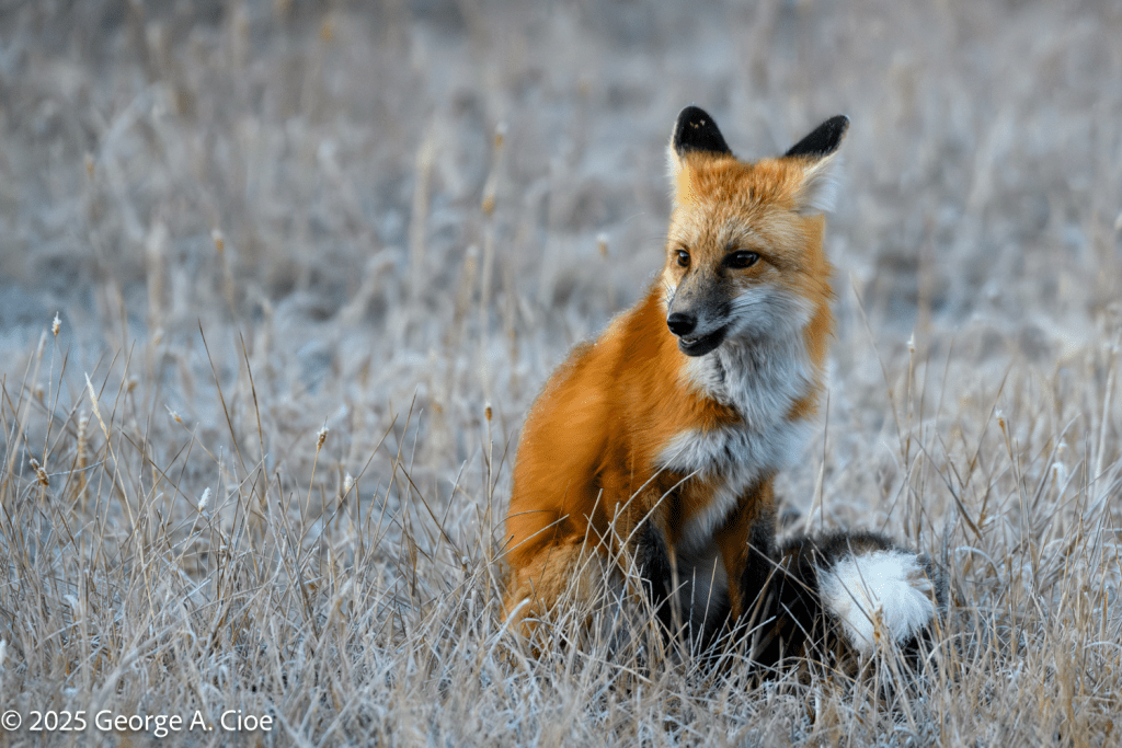 "Sit Happens" Red Fox, Yellowstone National Park