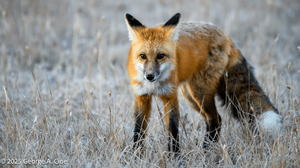 “Fur-st Impressions”, Red Fox, Yellowstone National Park