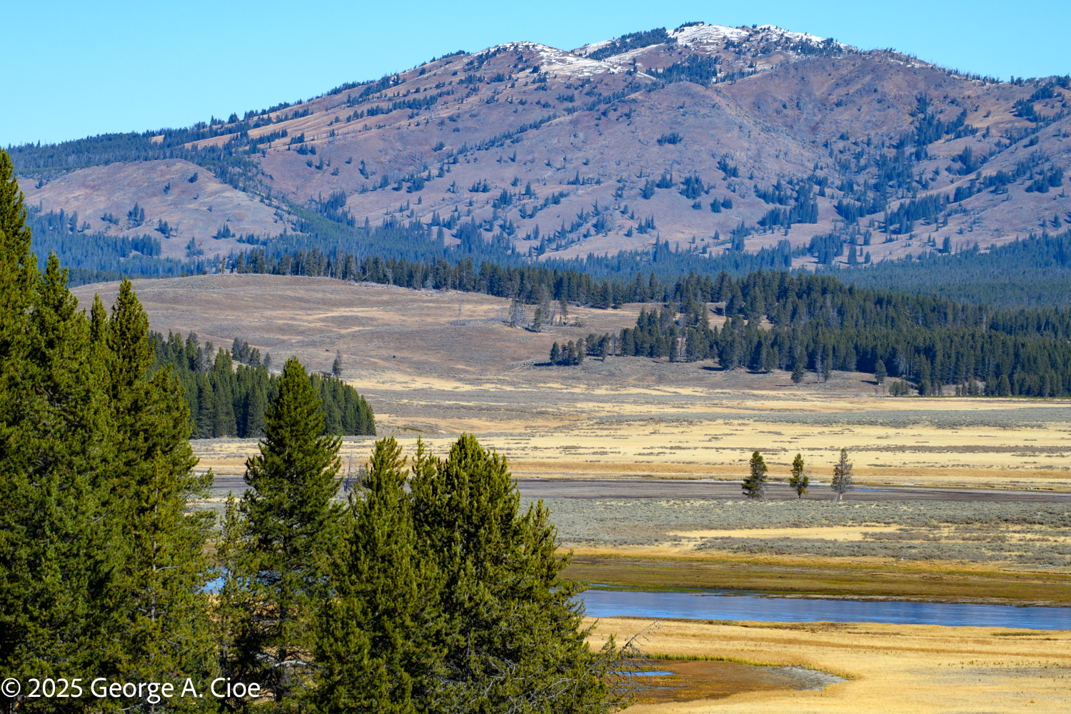 The Tree Amigos: A Journey Through Yellowstone