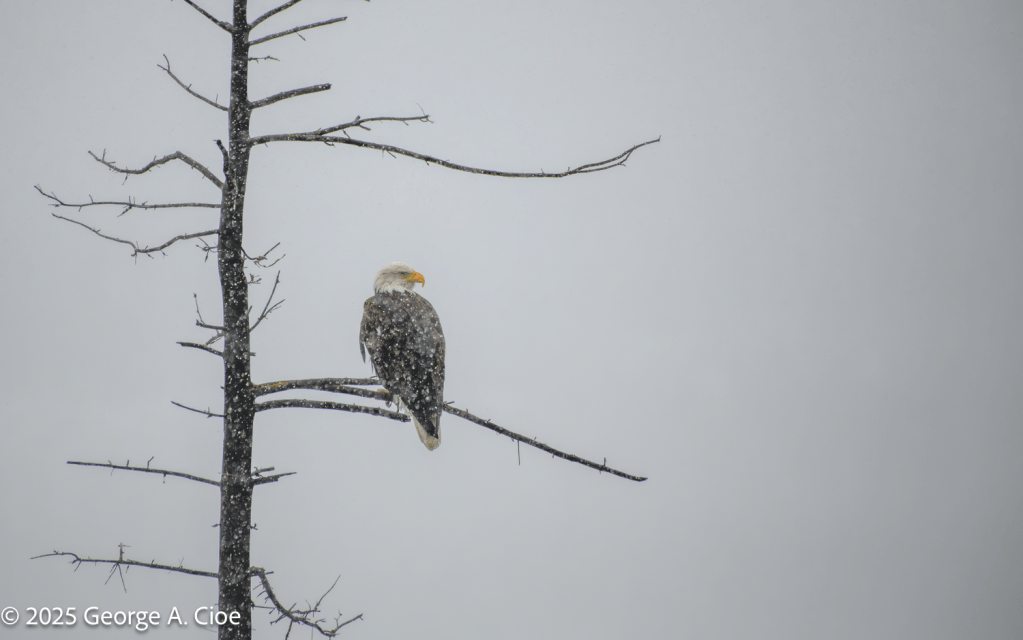 "Snowy Eagle" Yellowstone National Park