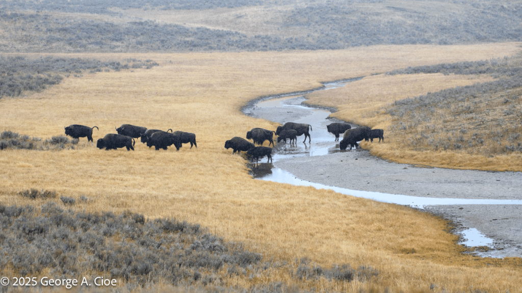 “Silence and Strength” Bison, Yellowstone National Park