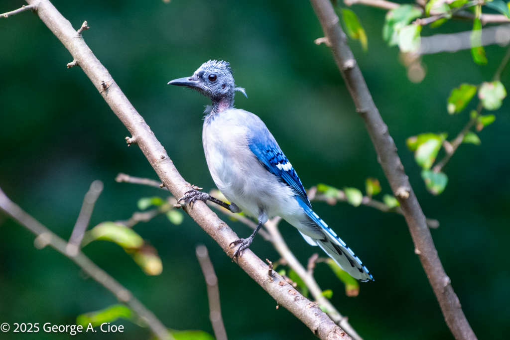 Capital tract molting blue jay