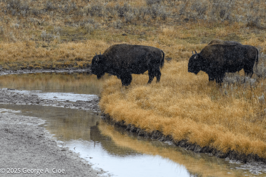 "The Look Before" Bison, Yellowstone National Park