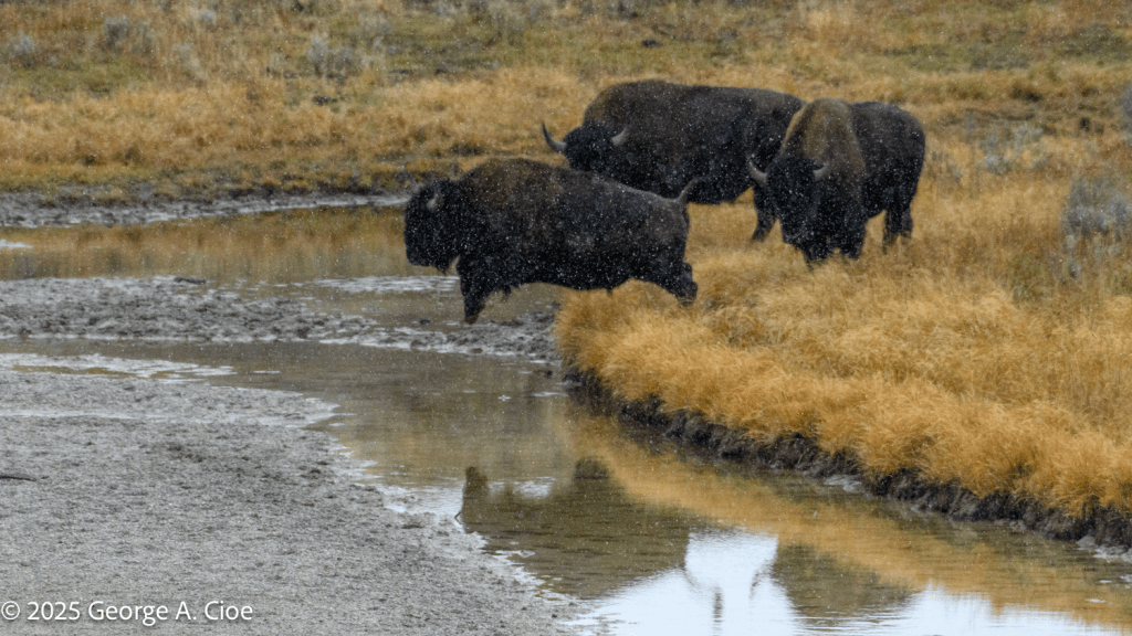 "The Leap" Bison Yellowstone National Park