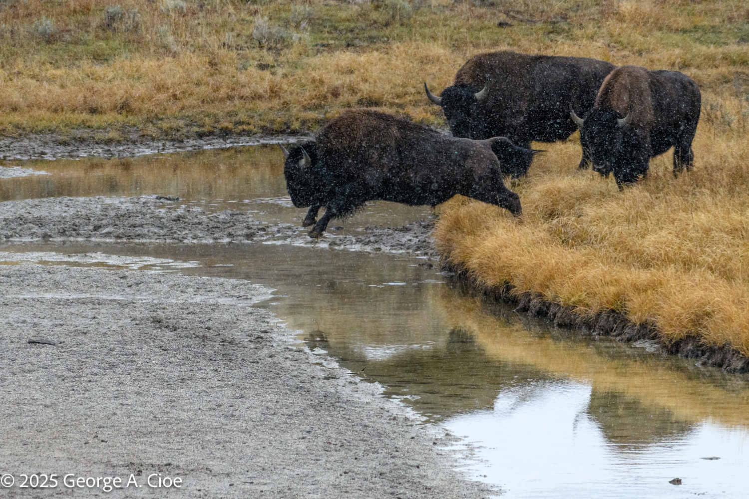 Geronimo! Adventure Awaits in Yellowstone National Park
