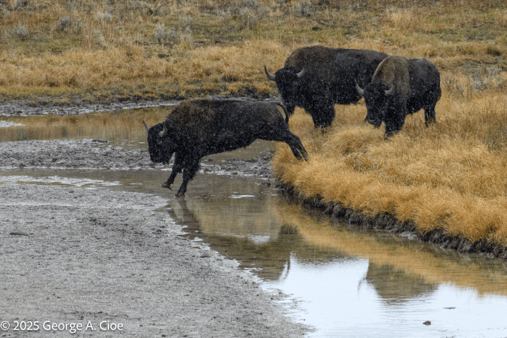 "Gonna Get Wet" Bison, Yellowstone National Park