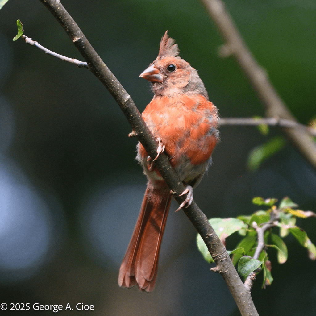 Molting female northern cardinal