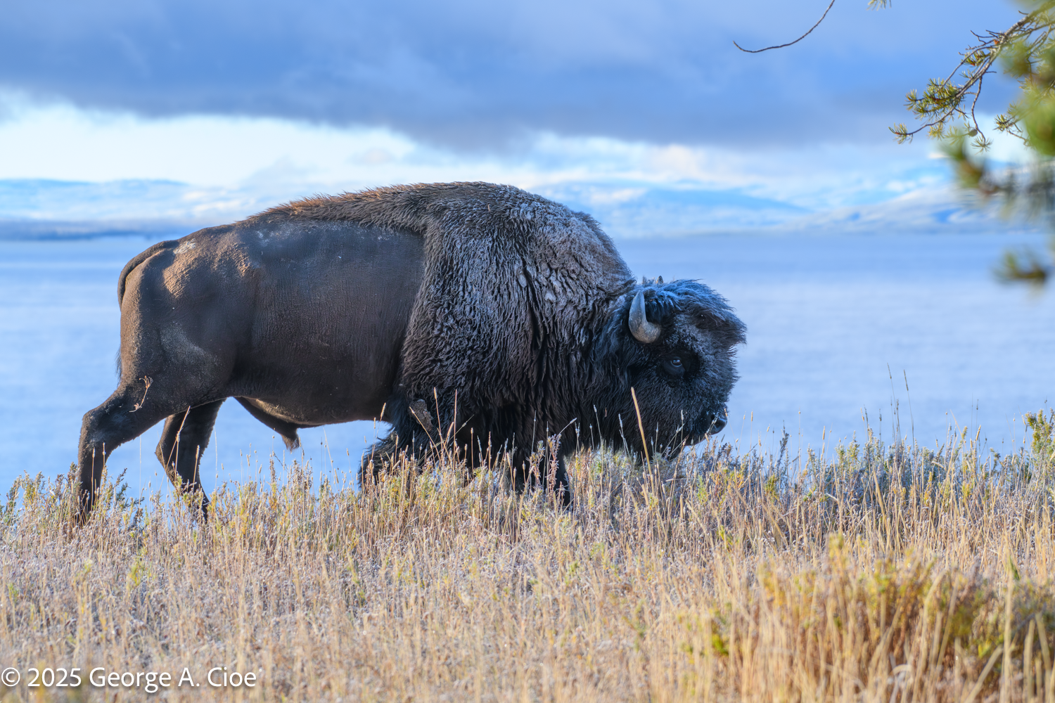 Hot Spots and Heavy Horns: Exploring Yellowstone’s Wonders