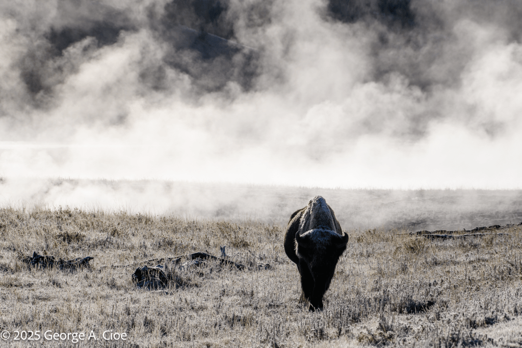 "Patina of Frost" Bison, Yellowstone National Park