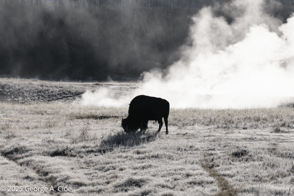 "Steam and Silence" Bison, Yellowstone National Park