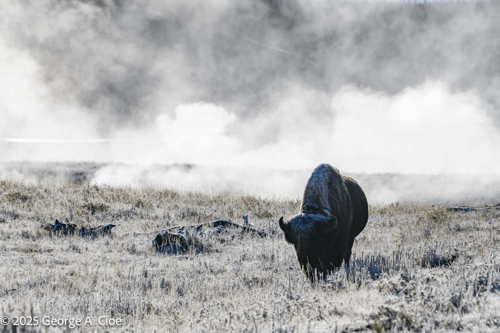 "Mistwalker" Bison, Yellowstone National Park