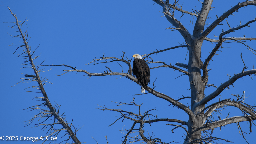 "Above It All" Bald Eagle, Yellowstone National Park