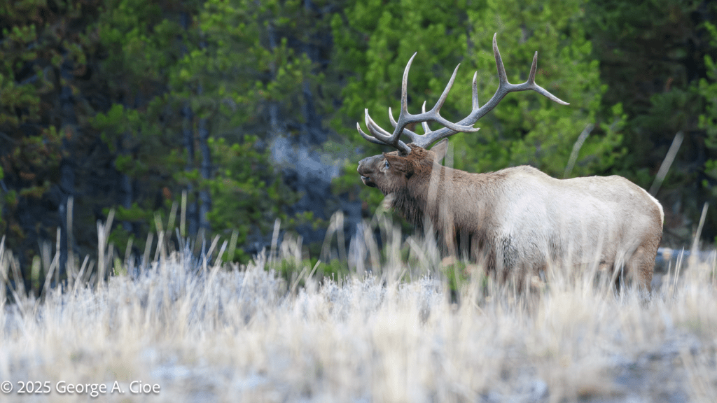 “The Frosted Call” Bull Elk, Yellowstone National Park