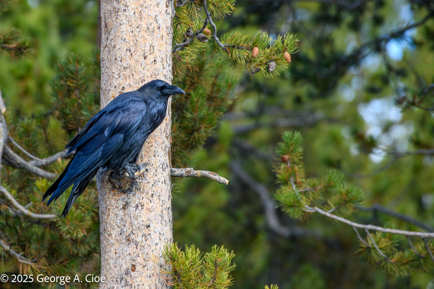 Bison Ravens and Mountains in Yellowstone National Park