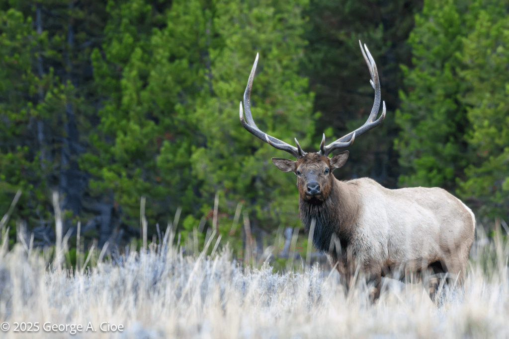 “Monarch in the Morning” Bull Elk, Yellowstone National Park