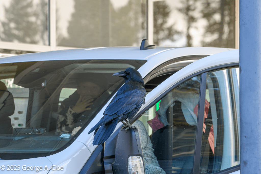 "The Beak Bandit" Common Raven, Yellowstone