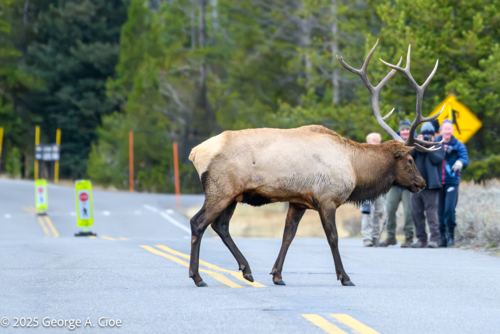 “The King’s Walk” Bull Elk, Yellowstone National Park
