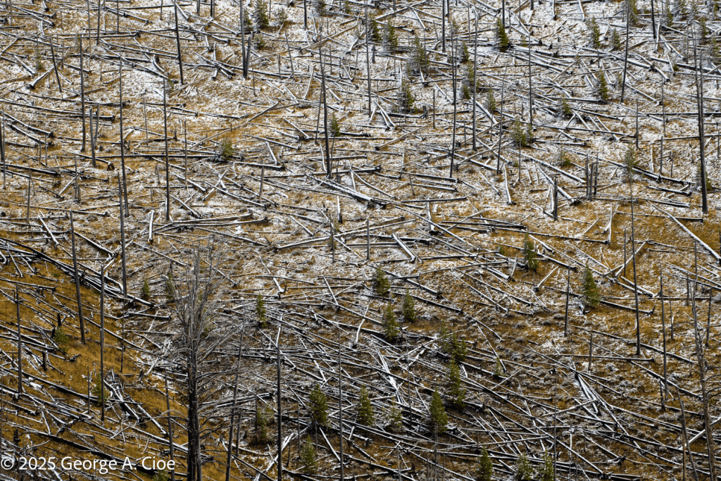"After the Fire" Yellowstone National Park