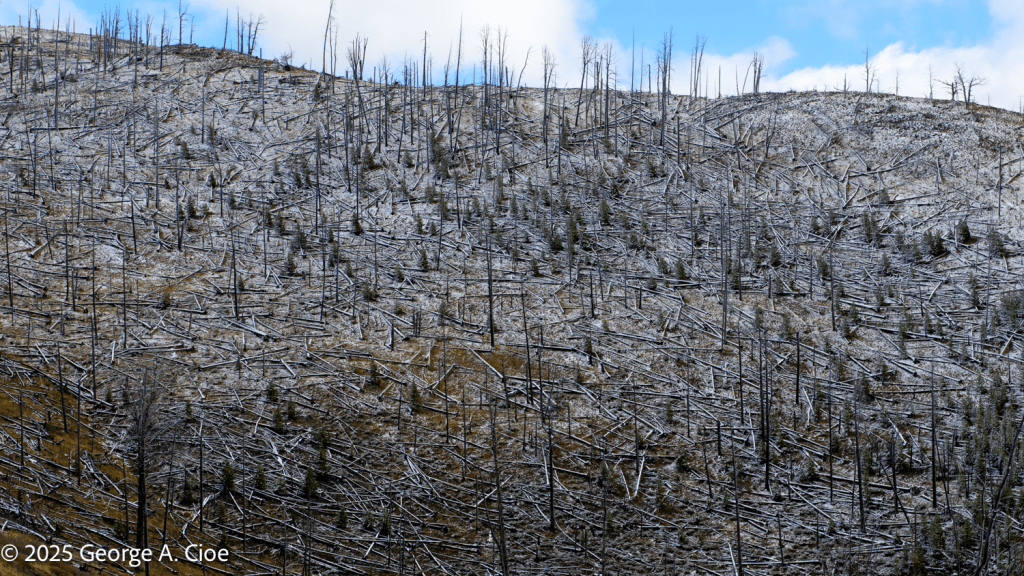 "Life Finds a Way" Yellowstone National Park