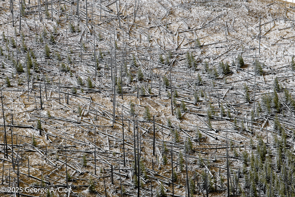 "Nature’s Chaos" Yellowstone National Park