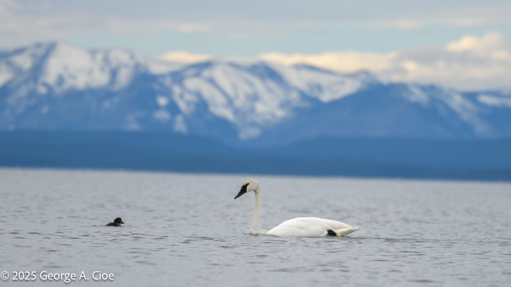 "Shared Waters" Trumpeter Swan, Yellowstone Lake