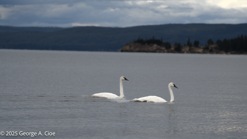 "Duet in White" Trumpeter Swan, Yellowstone Lake