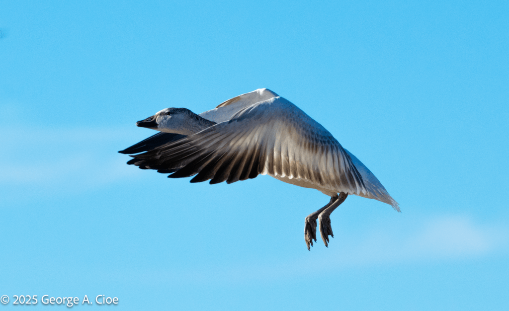 Snow Goose