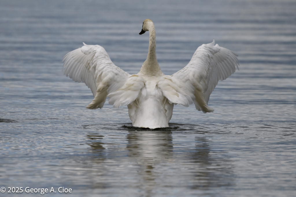 "Prelude to Flight" Trumpeter Swan, Yellowstone Lake