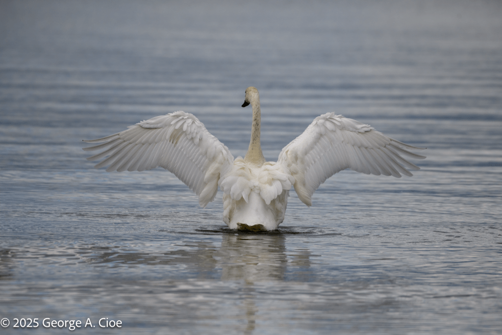 "Angel Wings" Trumpeter Swan, Yellowstone Lake