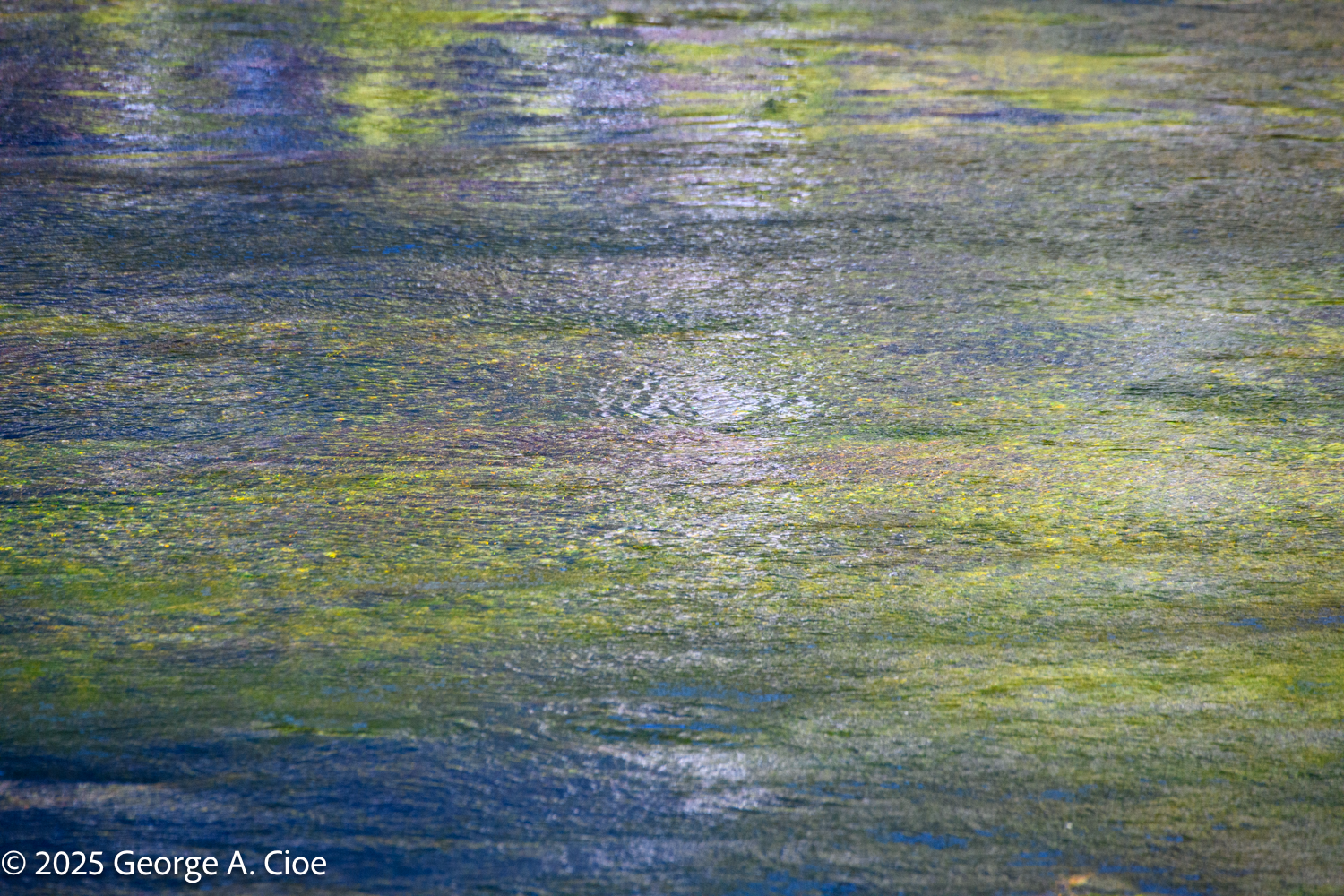 When the River Became a Painting Through Photography