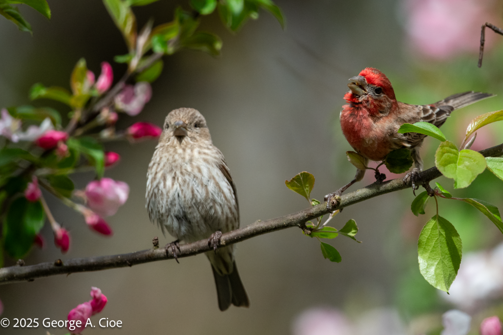 House Finch Courtship