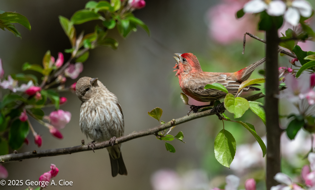 House Finch Couple