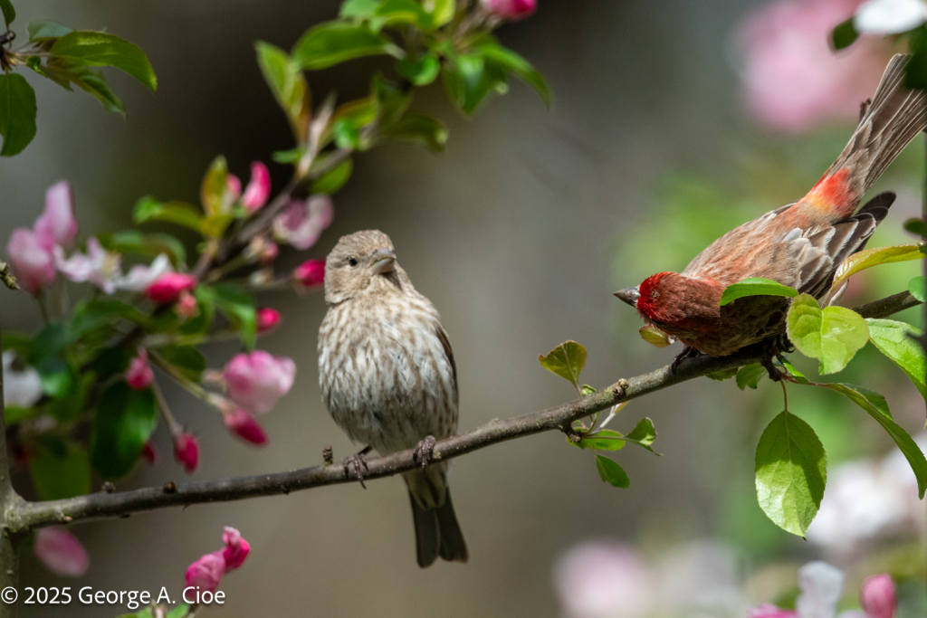 House Finch Courtship