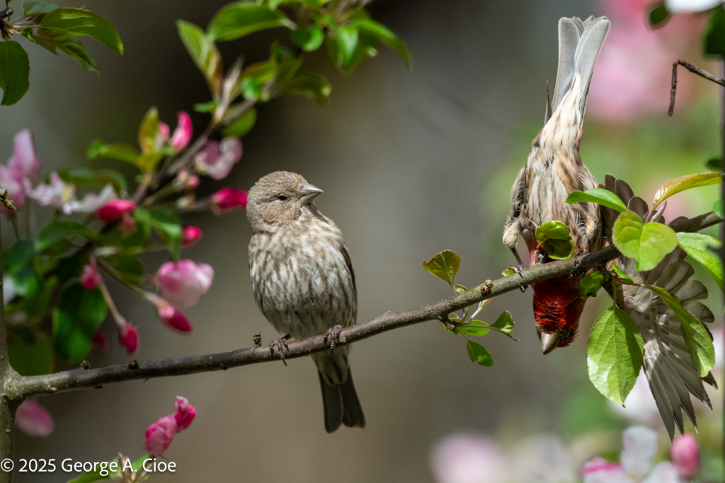 House Finch Courtship