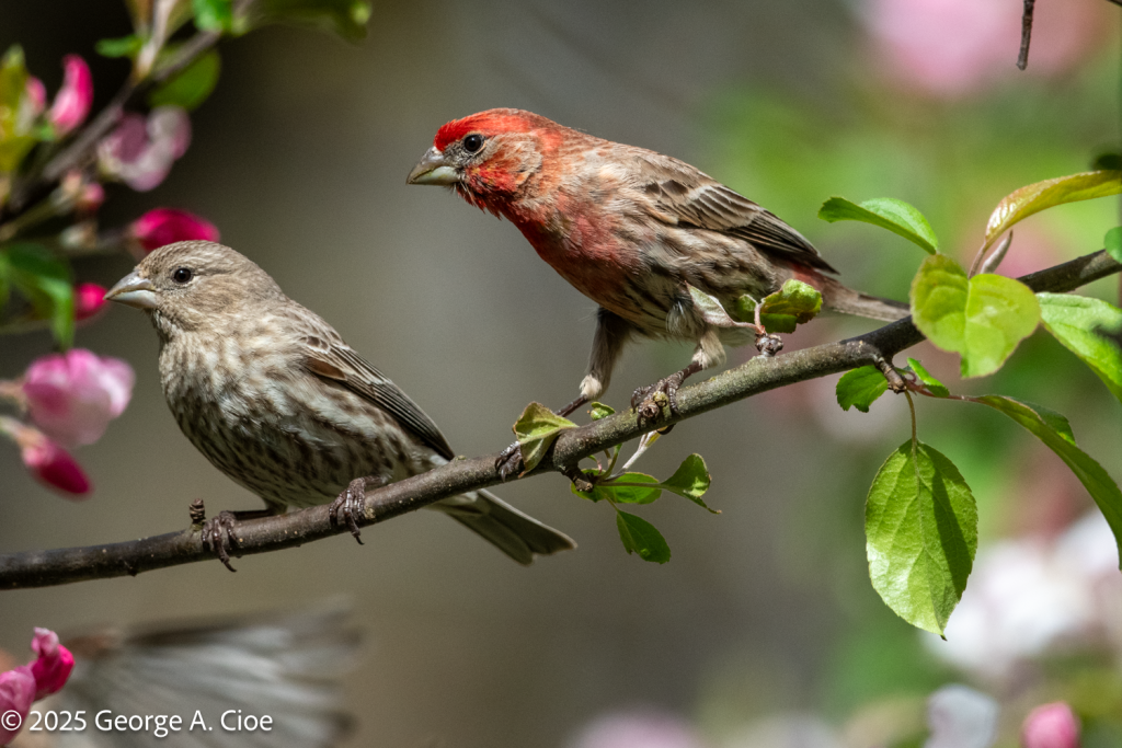 House Finch Courtship