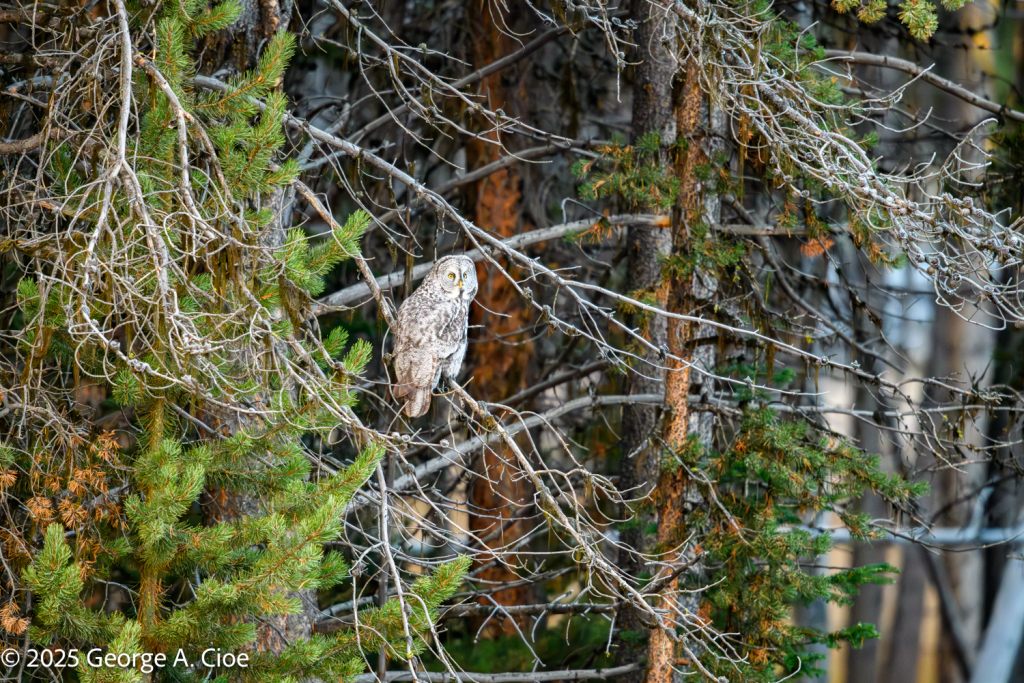 “Eyes of the Ghost” Great Grey Owl, Yellowstone
