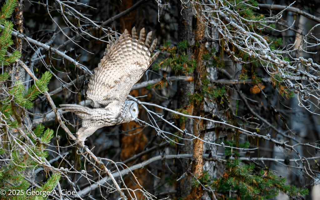 “Departure of the Ghost” Great Grey Owl, Yellowstone