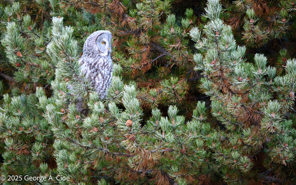 “The Watcher in the Pines” Great Grey Owl, Yellowstone