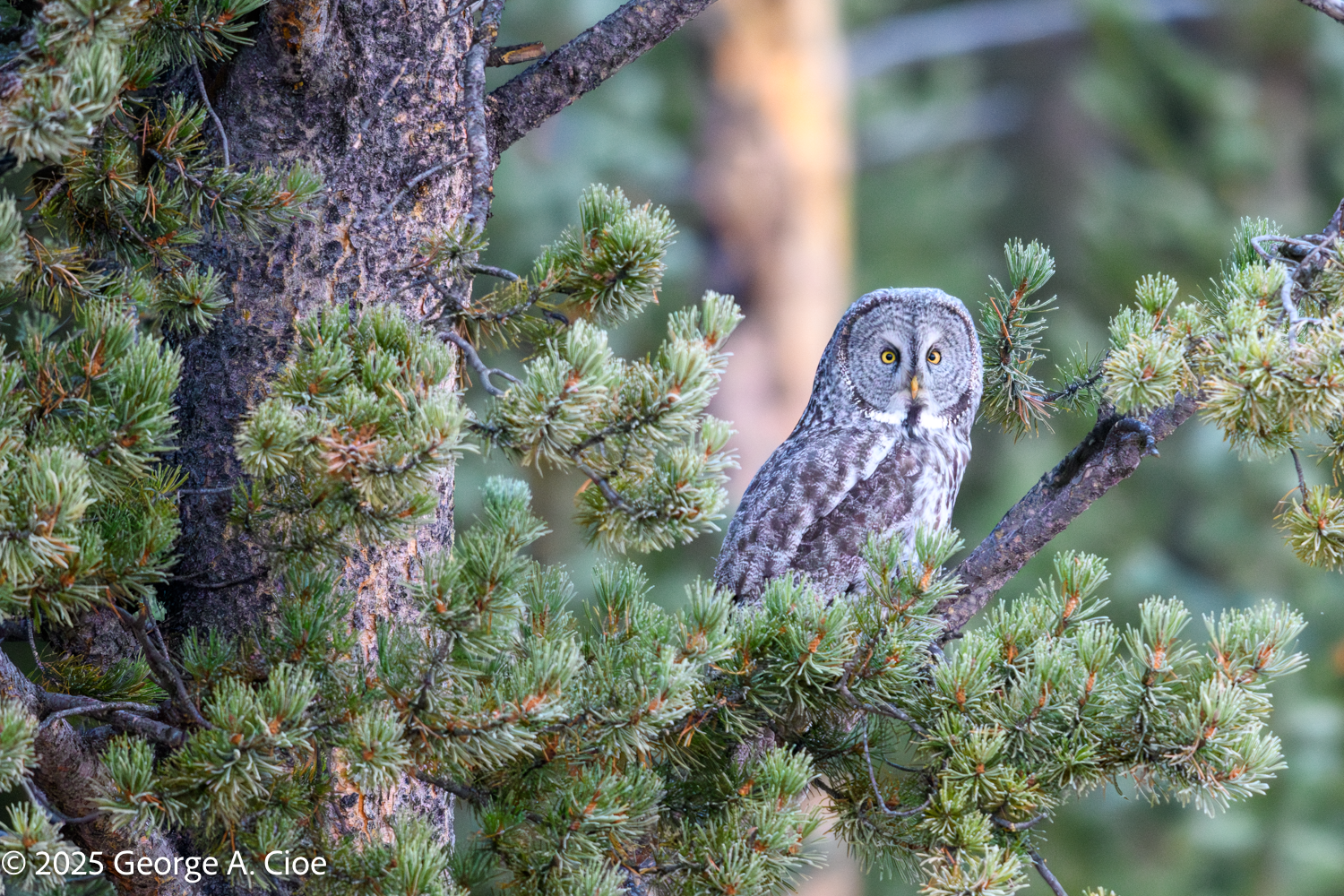 The Ghost of the Forest — The Great Gray Owl in Yellowstone
