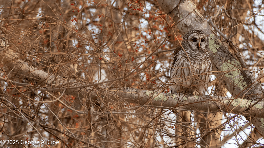 Barred Owl Too Close to Jay's Nest