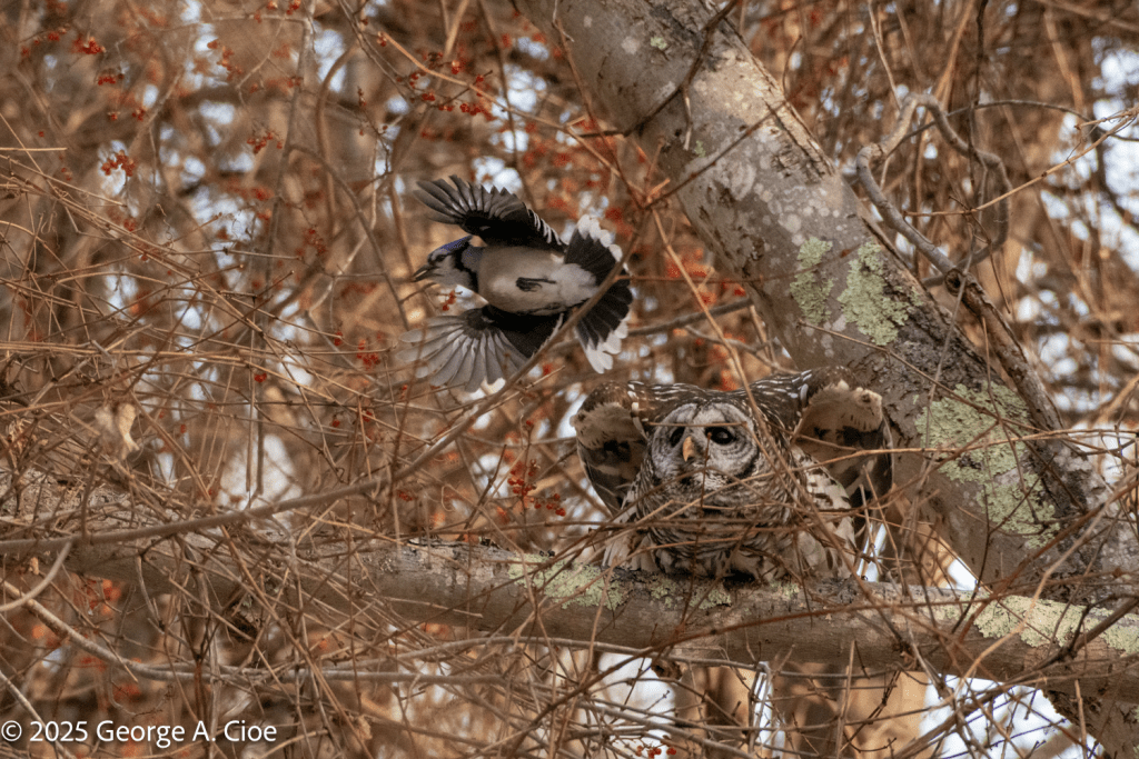 Blue jay Buzzing Barred Owl