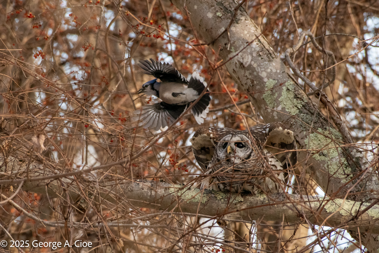 Birds Protecting Their Nest: Nature’s Guardians