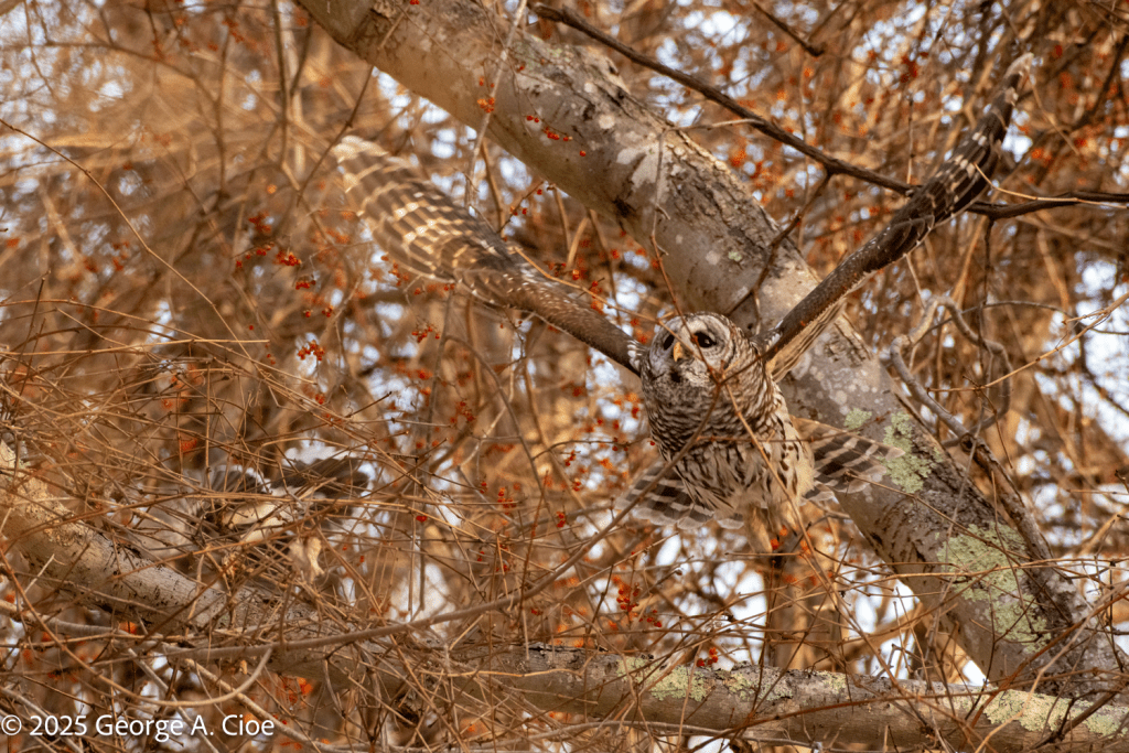 Blue jay Buzzing Barred Owl