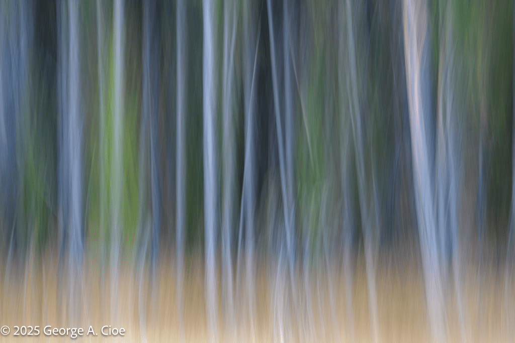 “Treezonable” Yellowstone National Park
