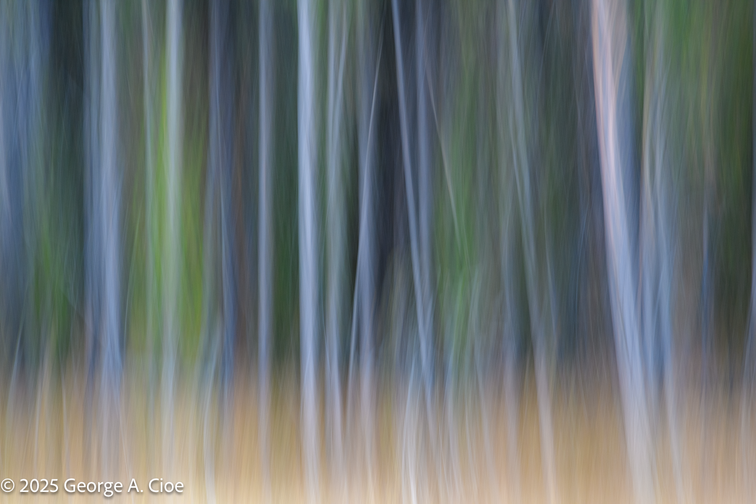 Intentional Camera Movement: Tips for Creative Photography