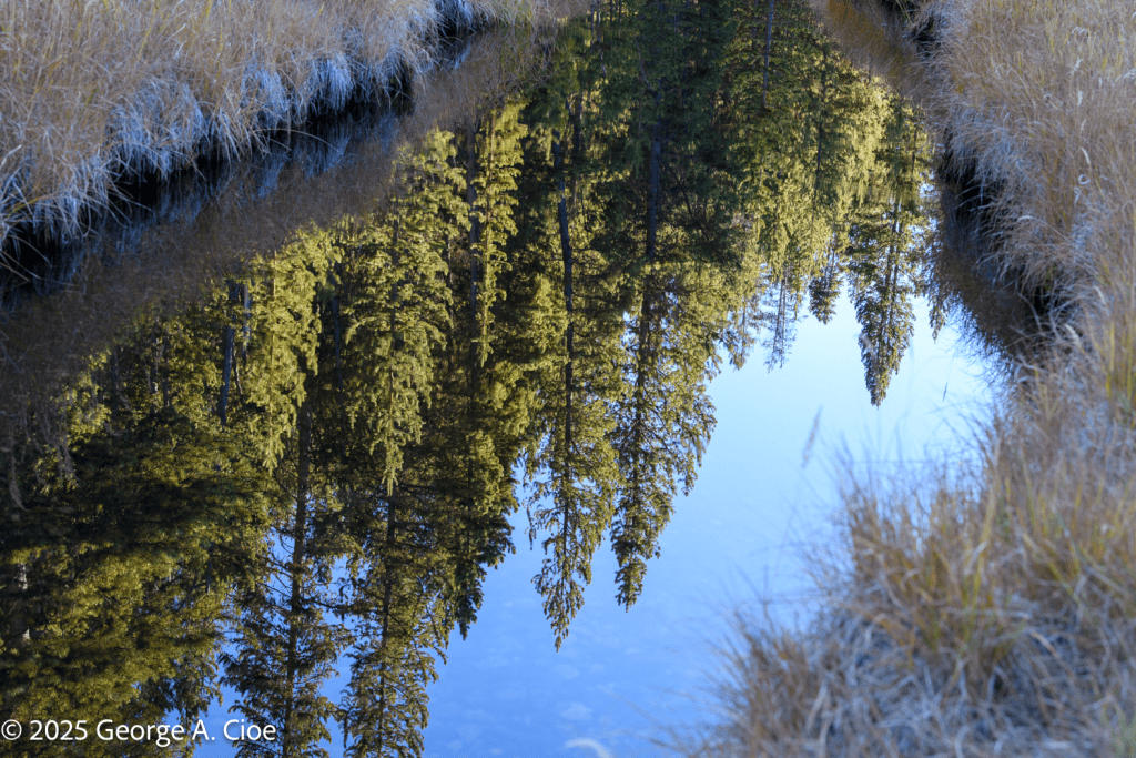 "Tree Inverted" Yellowstone National Park